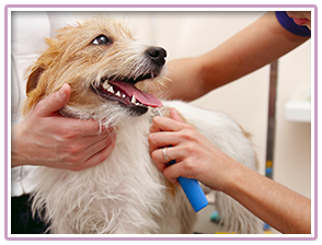Dog at the Groomers