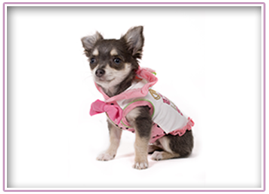 Little Dog